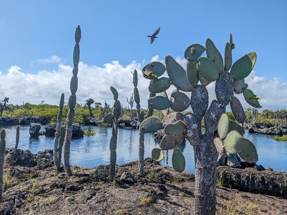Опунция (Opuntia galapageia) субтропический вид кактусов, эндемичный для Галапагосских островов