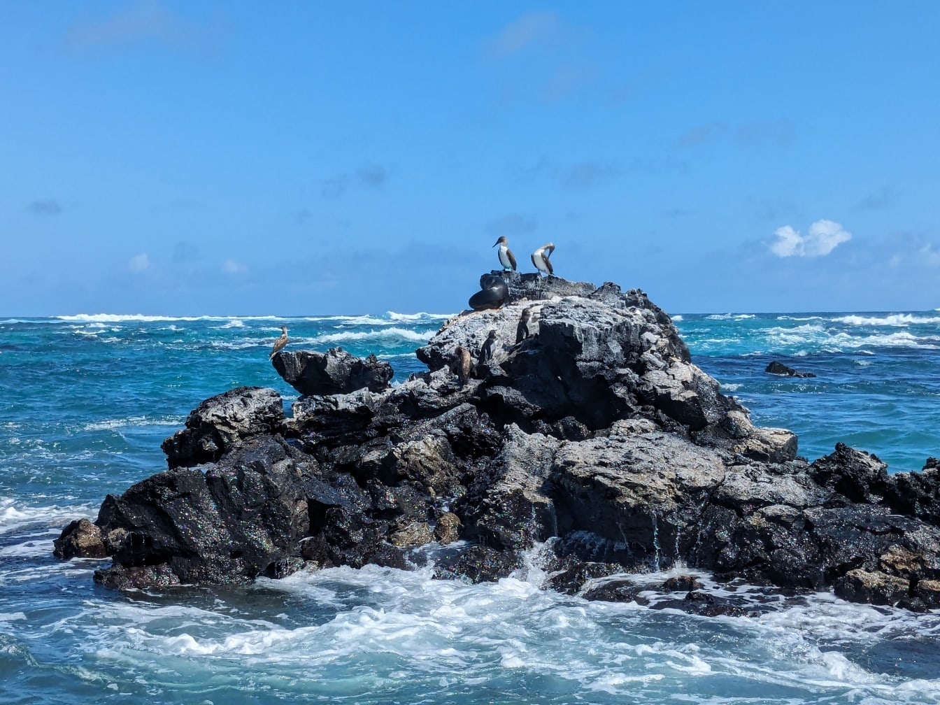 De blåfodede booby fugle (Sula nebouxii) havfugle på en stenet subtropisk ø i Stillehavet