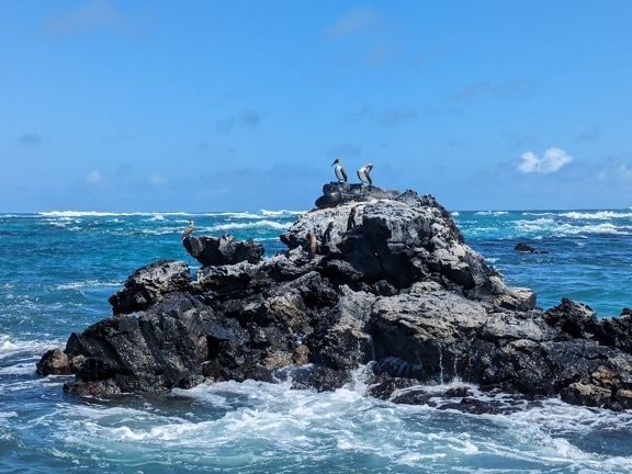 Τα γαλαζοπόδαρα πουλιά (Sula nebouxii) θαλασσοπούλια σε ένα βραχώδες υποτροπικό νησί στον Ειρηνικό Ωκεανό
