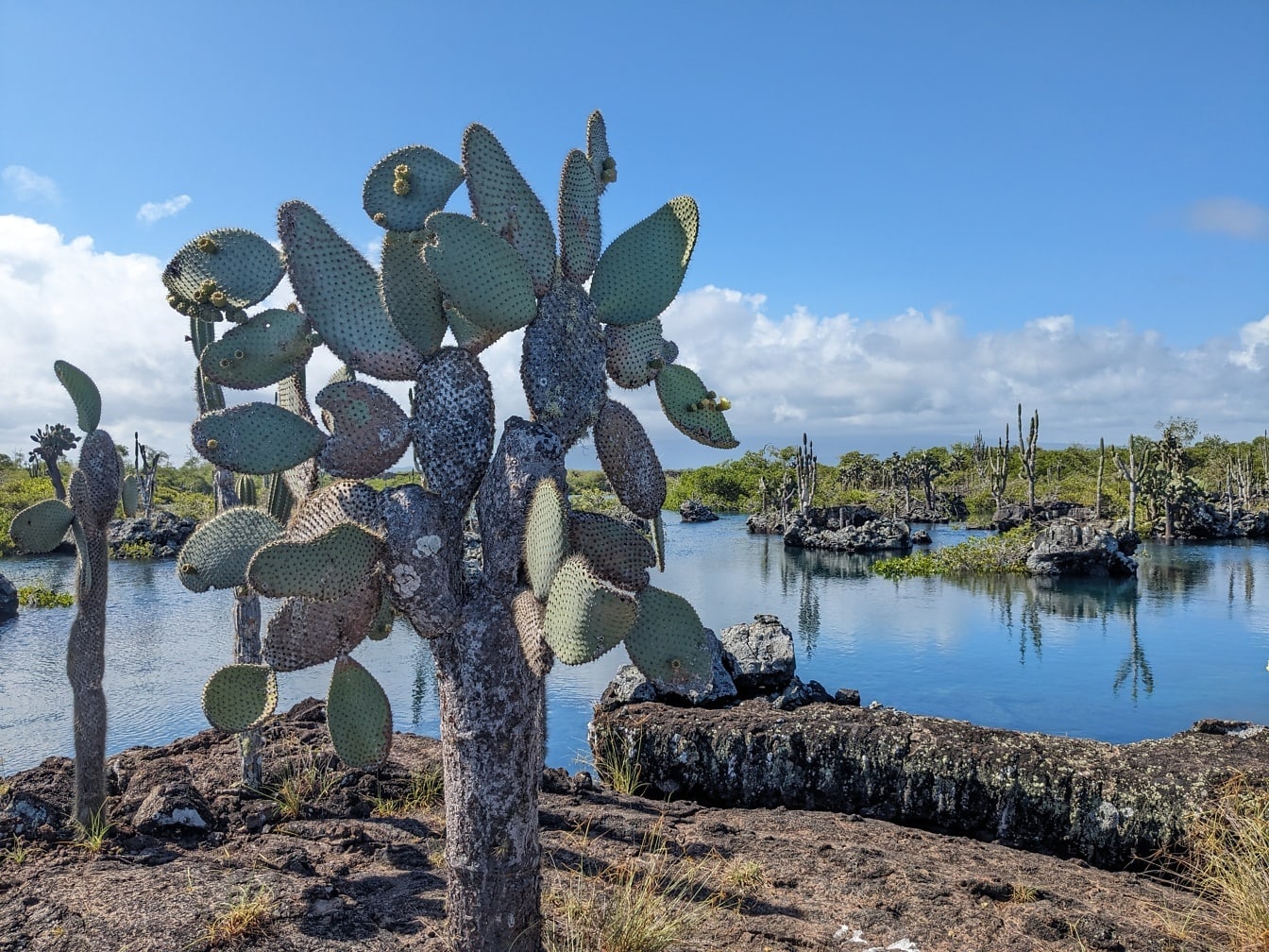 A pera espinhosa, uma espécie de cacto endémica das ilhas Galápagos (Opuntia galapageia)