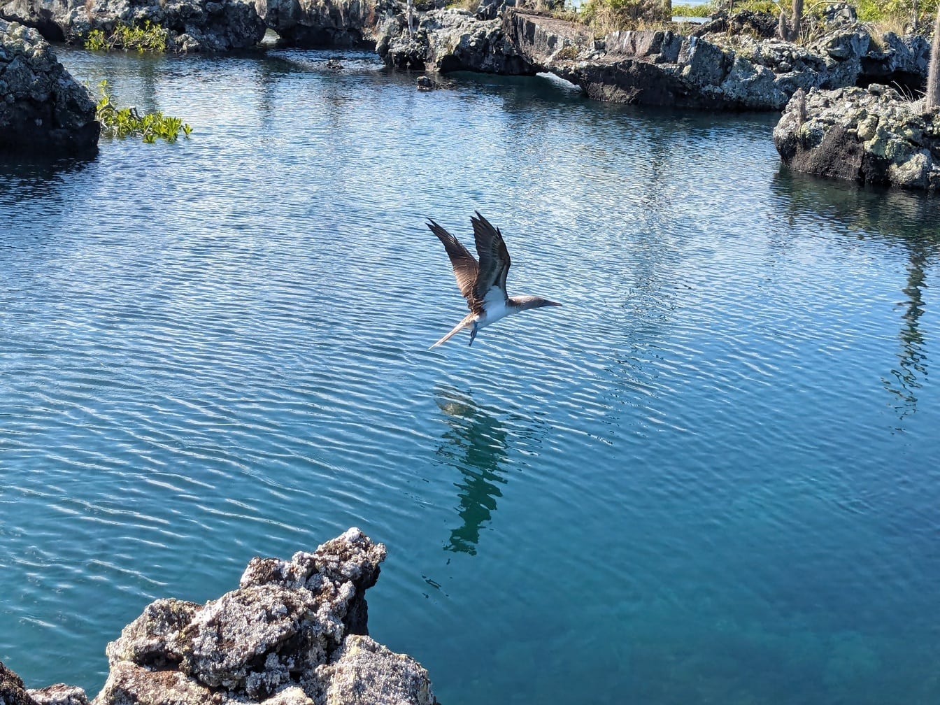 Sinijalkainen poika (Sula nebouxii) veden yllä lentävä merilintu