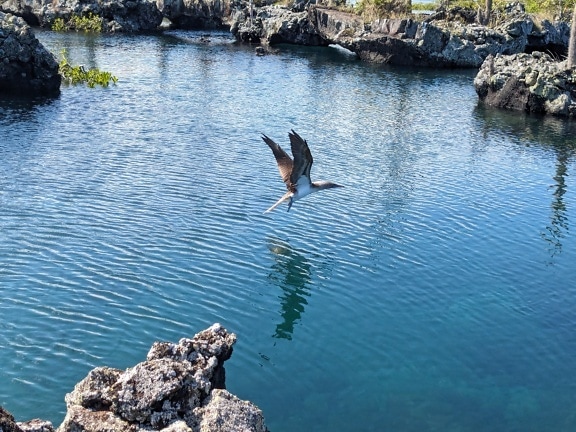 蓝脚鲣鸟 (Sula nebouxii) 一只飞过水面的海鸟