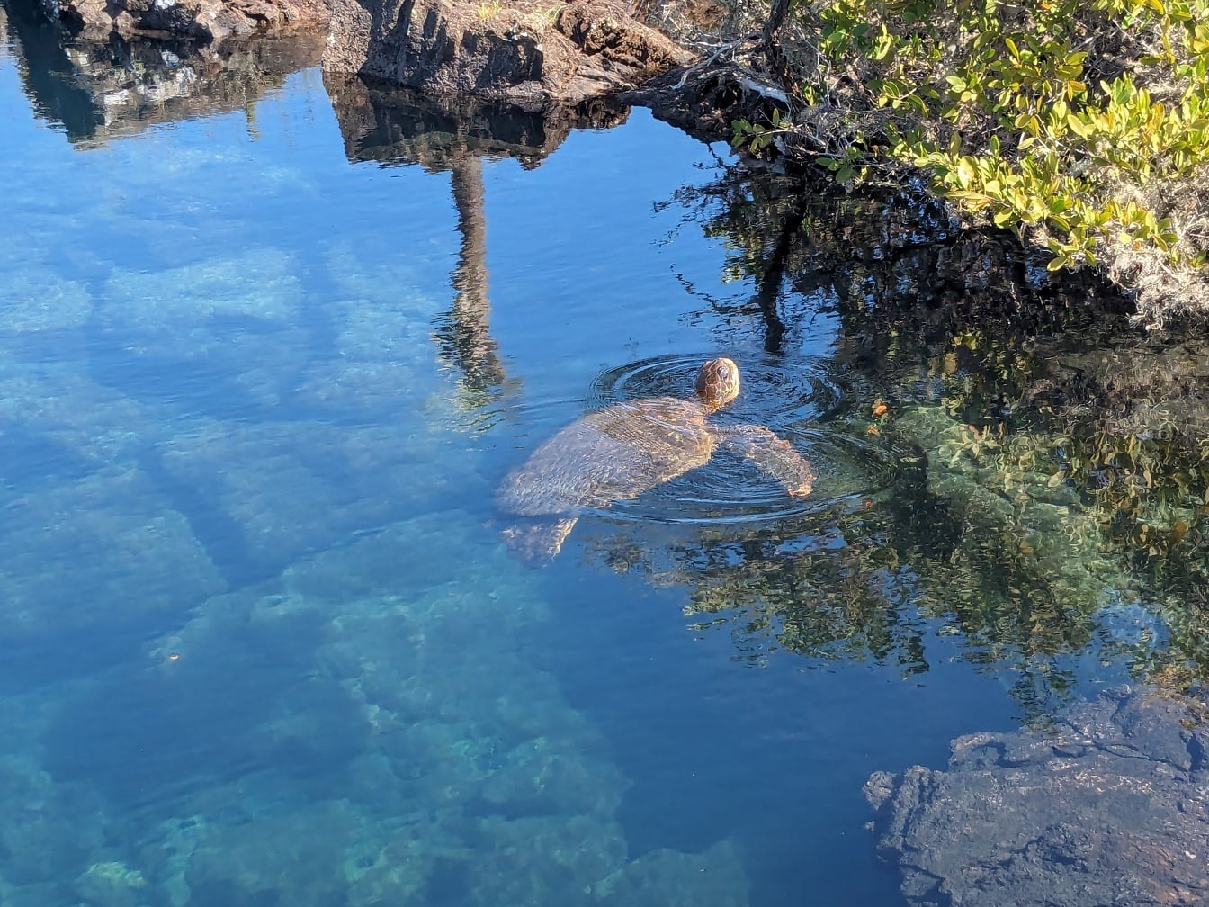 Galapágska zelená morská korytnačka (Chelonia mydas agassizii) korytnačka plávajúca v plytkej vode pri pobreží