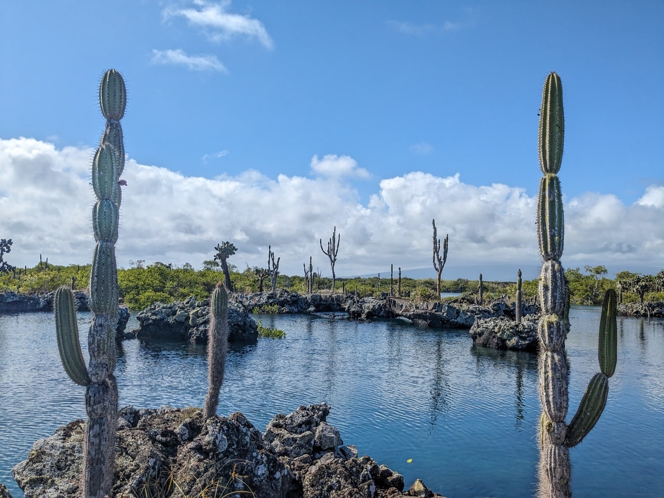 Величественный пейзаж в природном парке Галапагосских островов с опунцией (Opuntia galapageia) субтропическим видом кактусов