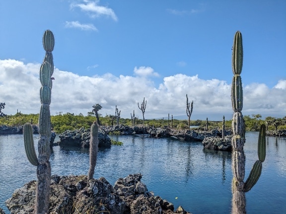 Paesaggio maestoso al parco naturale delle Galapagos con il fico d’India (Opuntia galapageia) una specie subtropicale di cactus