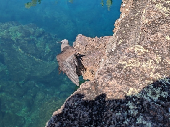 The brown noddy bird (Anous stolidus) a tropical seabird on reef in the Pacific ocean
