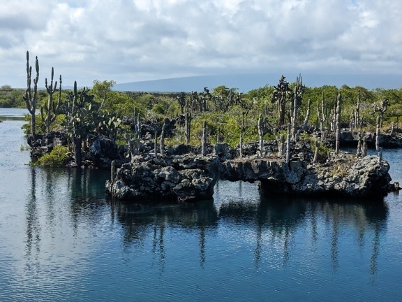Galapagos Island coast with endemic species of cacti (Opuntia galapageias)