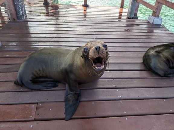 可爱的海狮躺在动物园公园的木甲板上