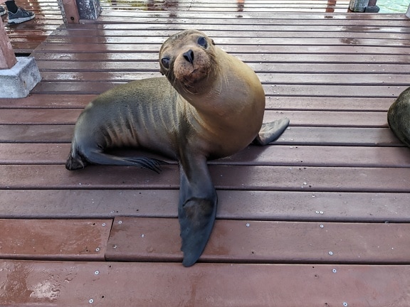 The Galápagos sea lion (Zalophus wollebaeki) an endemic species to the Galápagos islands