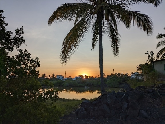 Palmier à côté d’une eau avec coucher de soleil tropical en arrière-plan