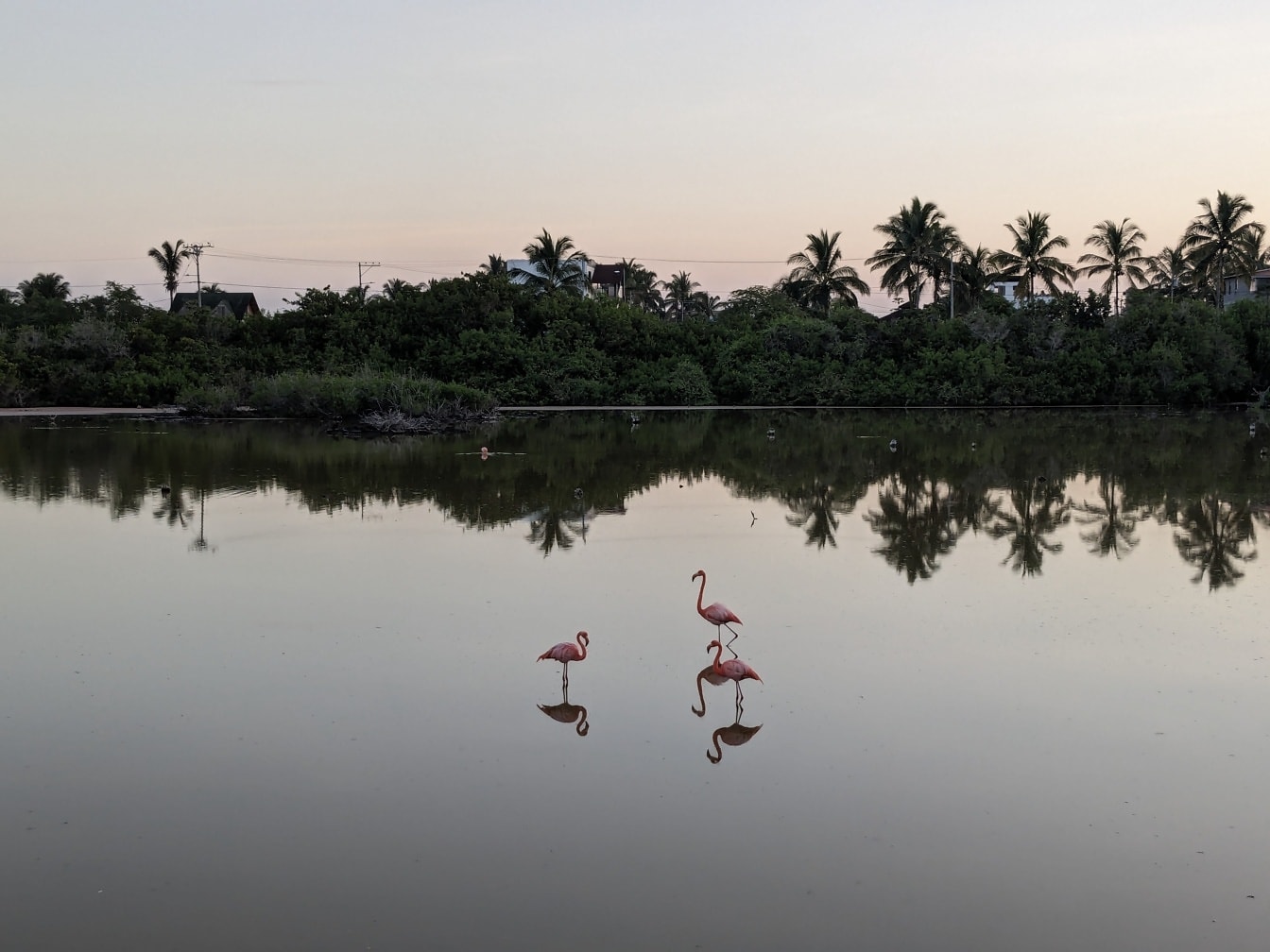 Flamenco americano o flamenco de Galápagos (Phoenicopterus ruber) aves en el agua en una reserva natural en la isla de Galápagos