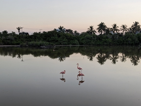Flamant rose d’Amérique ou flamant rose des Galapagos (Phoenicopterus ruber) oiseaux dans l’eau dans une réserve naturelle sur l’île des Galapagos