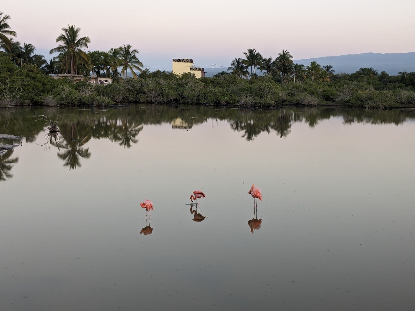 Tre flamingofugler står i vann