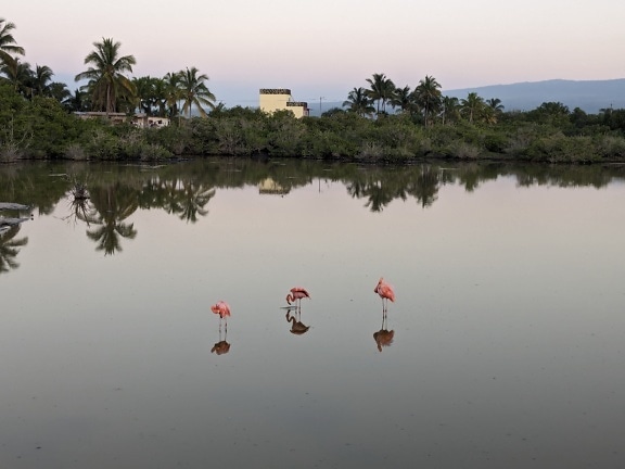Три птици фламинго, стоящи във водата