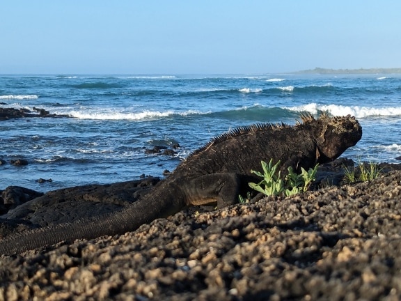 Галапагоската морска игуана (Amblyrhynchus cristatus) гущер на скалист плаж