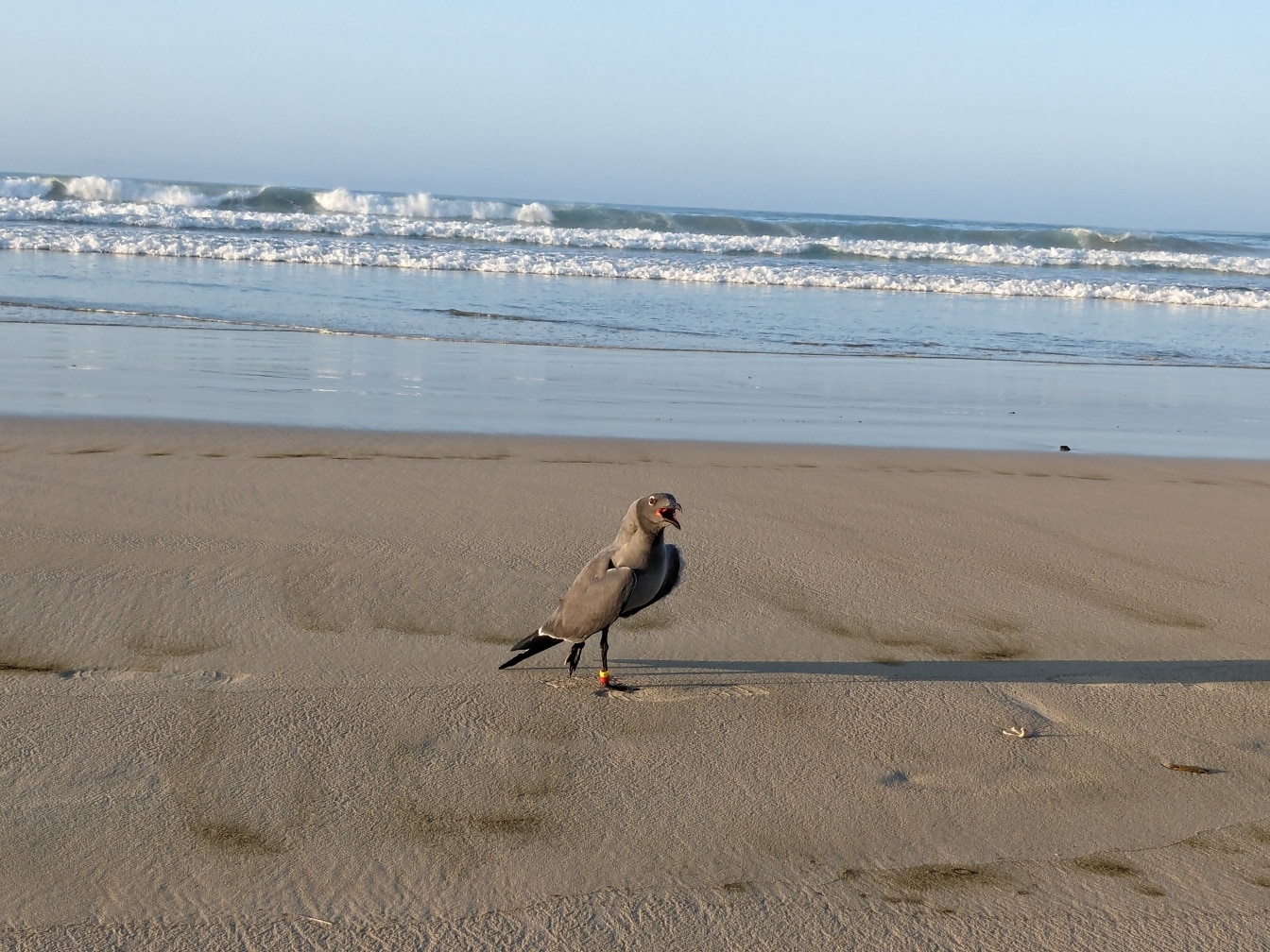 Il gabbiano lavico o il gabbiano bruno in piedi su una spiaggia (Leucophaeus fuliginosus) un uccello endemico delle isole Galapagos