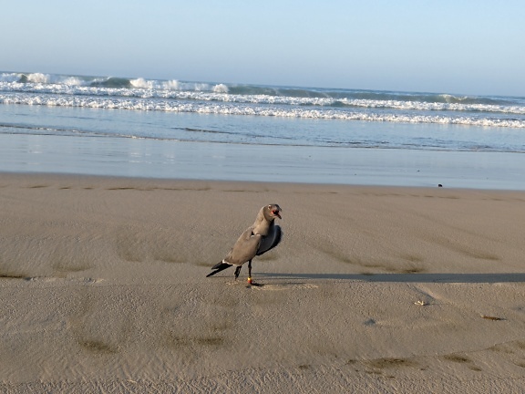 站在海滩上的熔岩鸥或暗淡的海鸥 (Leucophaeus fuliginosus) 加拉帕戈斯群岛的特有鸟类
