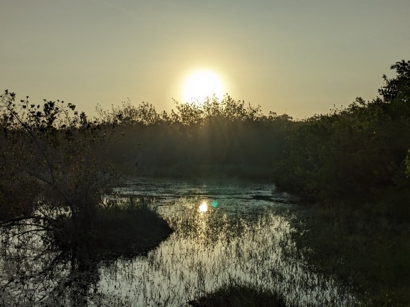 Туманне сонце сідає над тропічним болотом,