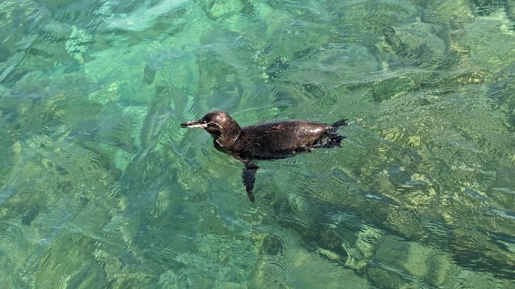 Le manchot des Galápagos nageant dans une eau claire (Spheniscus mendiculus) un oiseau endémique des îles Galápagos et de l’Équateur