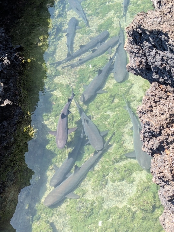 Los tiburones (Ginglymostoma cirratum) peces nadando en aguas marinas poco profundas rodeados de rocas marinas