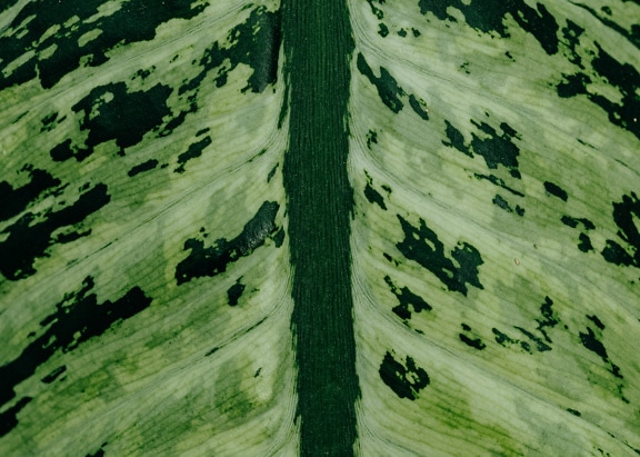 Makrotextur eines dunkelgrünen Rohrrohrblattes (Dieffenbachia seguine Camille)