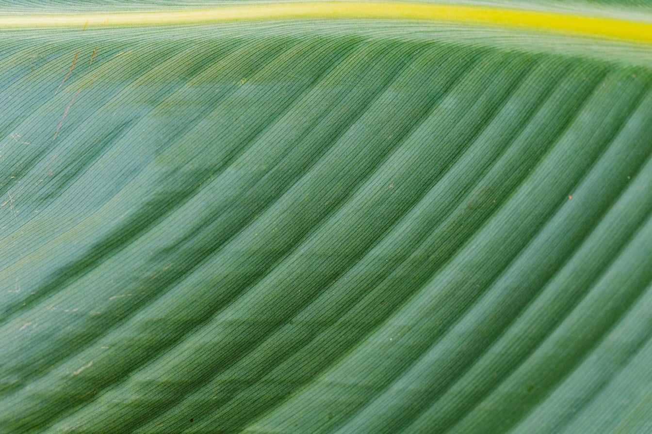 Macrotextuur van een groenachtig geel blad met diagonale lijnen