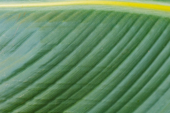 Macro trama di una foglia giallo verdastra con linee diagonali