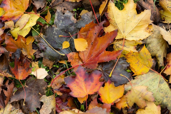 A bunch of yellow-brown and orange-yellow autumn leaves on the ground