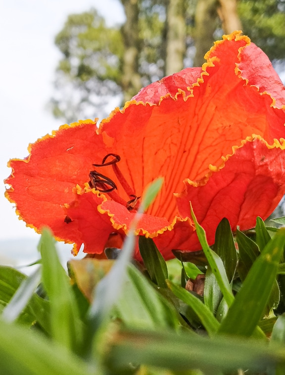 ナンディの炎の(Spathodea campanulata)としても知られるアフリカのユリノキの花のクローズアップ