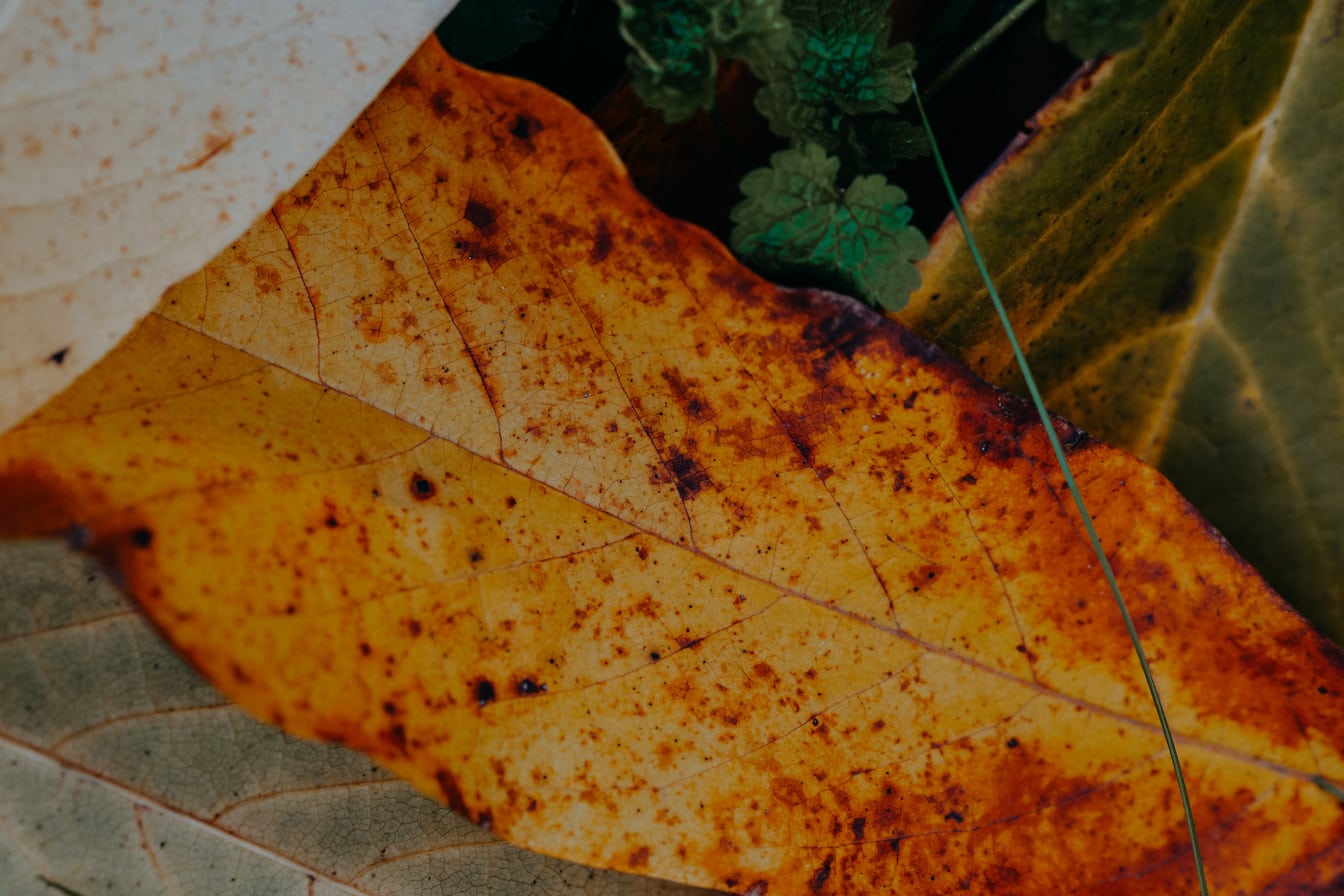 Close-uptextuur van een oranjegeel blad onder andere bladeren