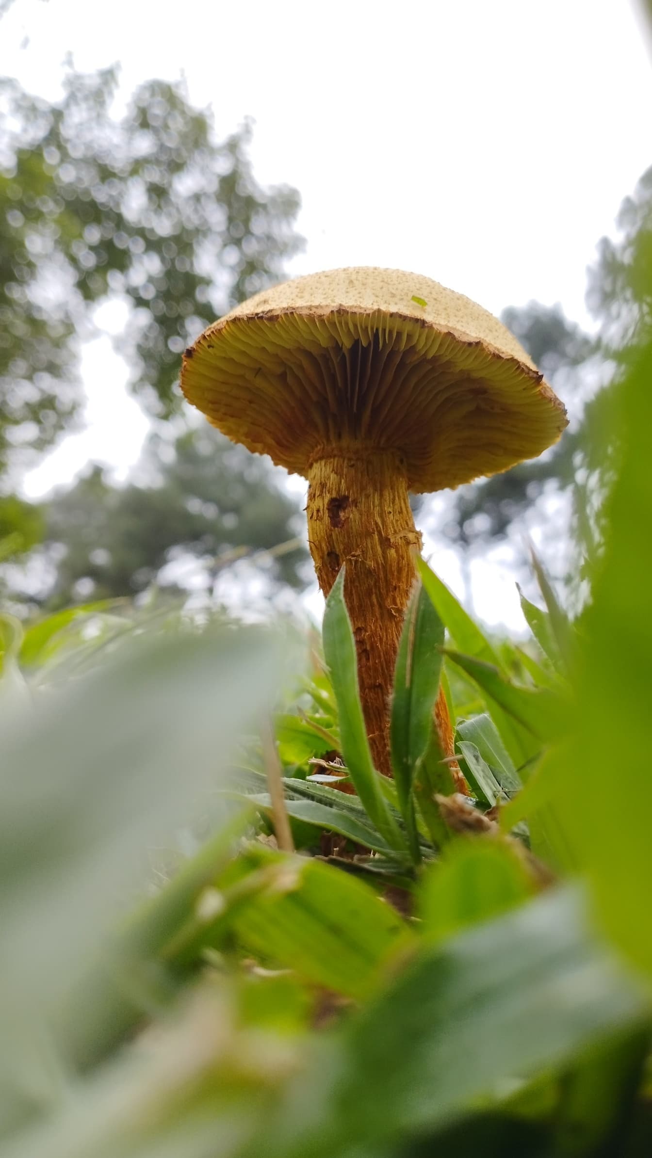 Foto em close-up de um cogumelo marrom-amarelado crescendo na grama