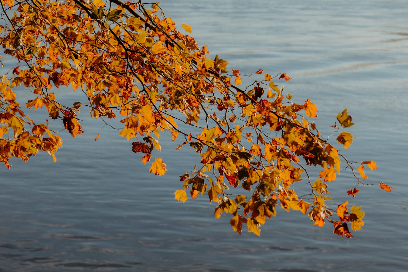 Boomtakken met droge herfstoranje bladeren hangen boven water