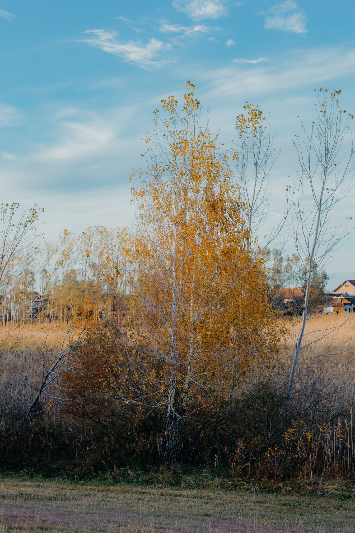 Björk med gulbruna höstlöv i ett fält