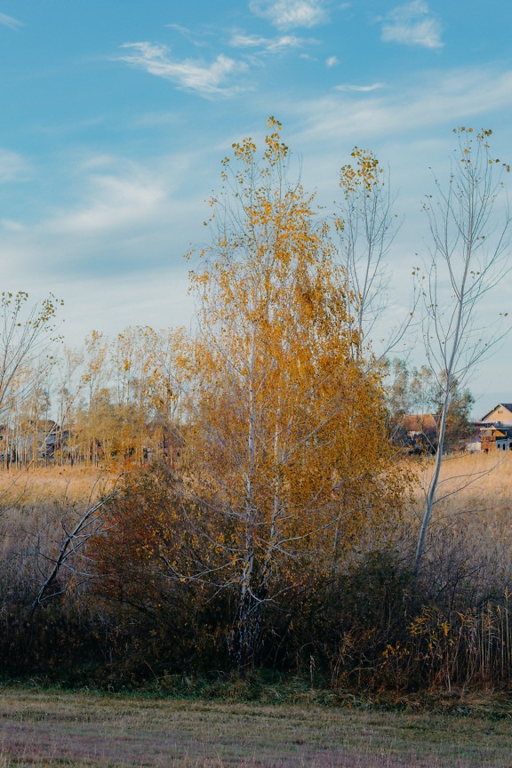 Birke mit gelblich-braunem Herbstlaub auf einem Feld