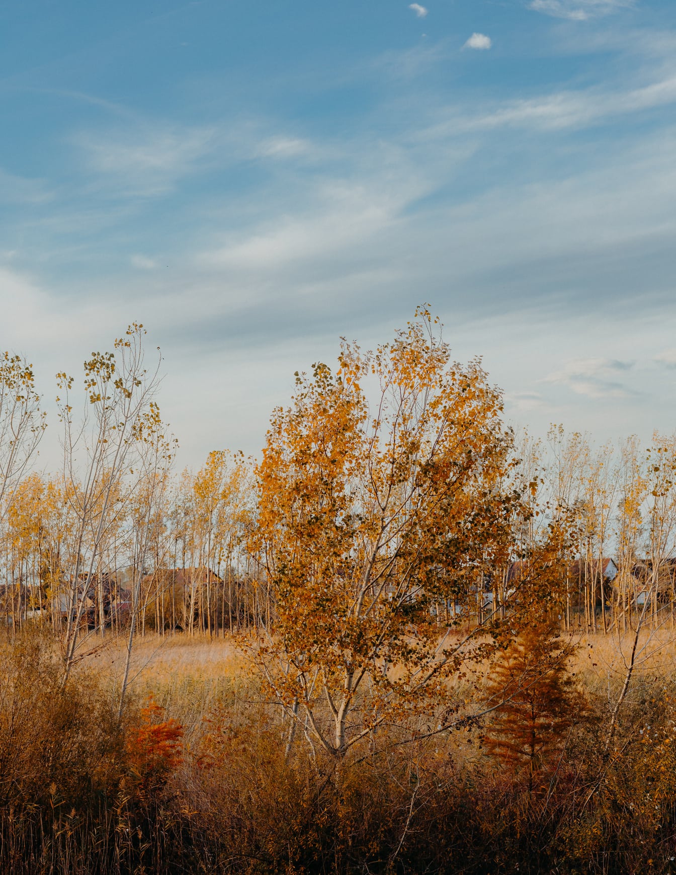 秋の黄色い葉が茂る木々の畑