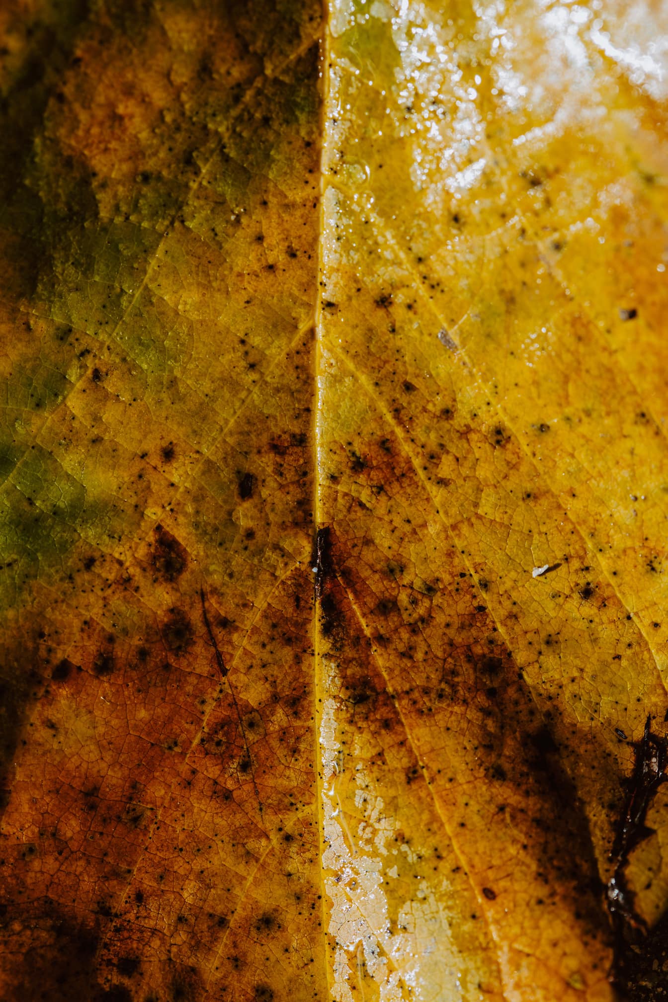 Tampilan close-up tekstur daun yang membusuk berwarna coklat kekuningan