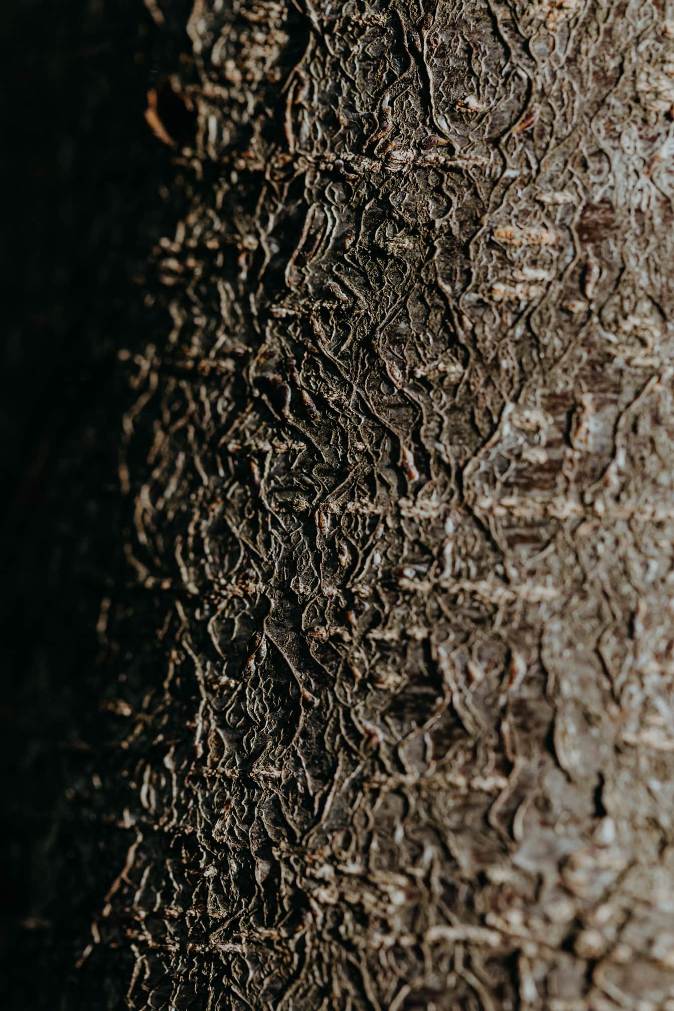 Close-up de uma intrincada textura de casca de árvore de um tronco de árvore em uma sombra