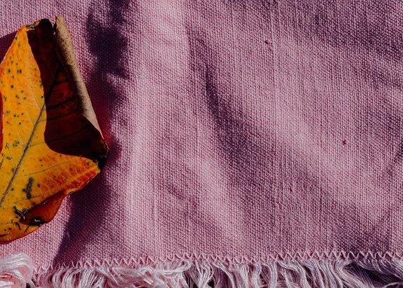 Feuille jaune orangé séchée sur un chiffon en coton rose