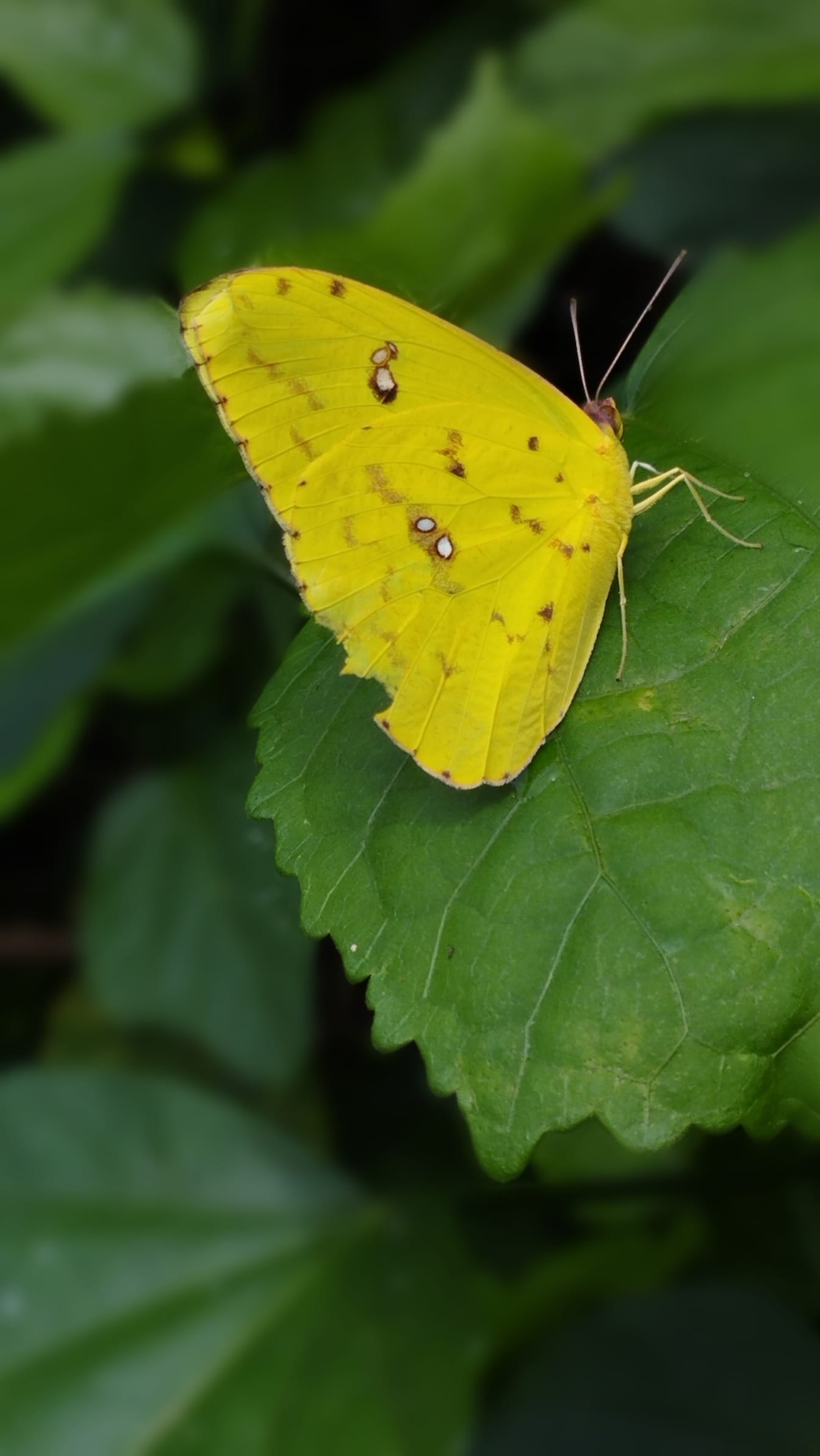 ภาพระยะใกล้ของผีเสื้อสีเหลืองบน(Phoebis philea)ใบไม้สีเขียว