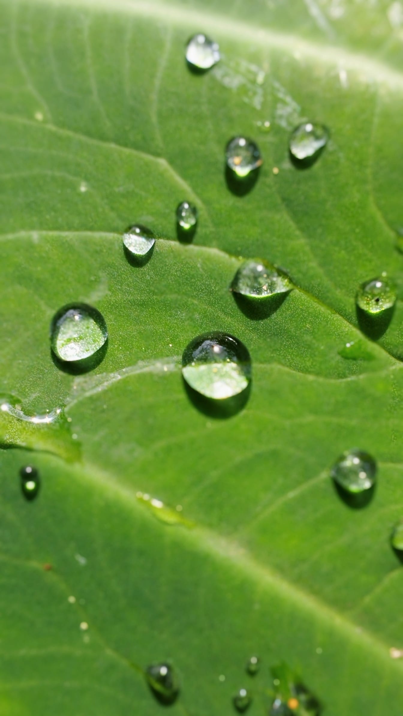 Detail kapiček vody na zeleném listu
