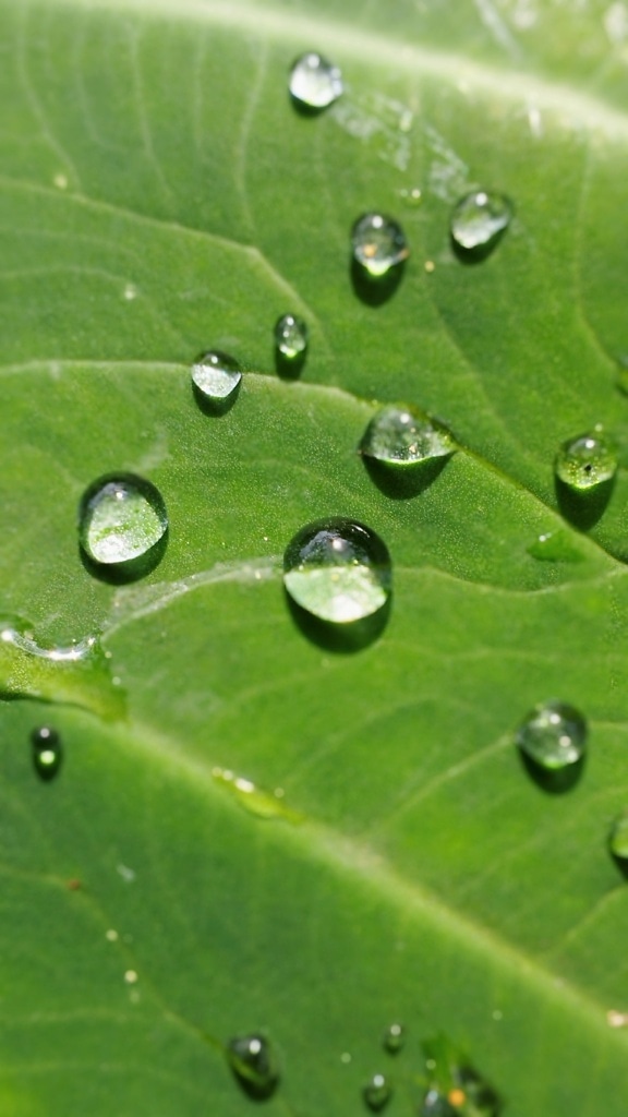 Nahaufnahme von Wassertropfen auf einem grünen Blatt