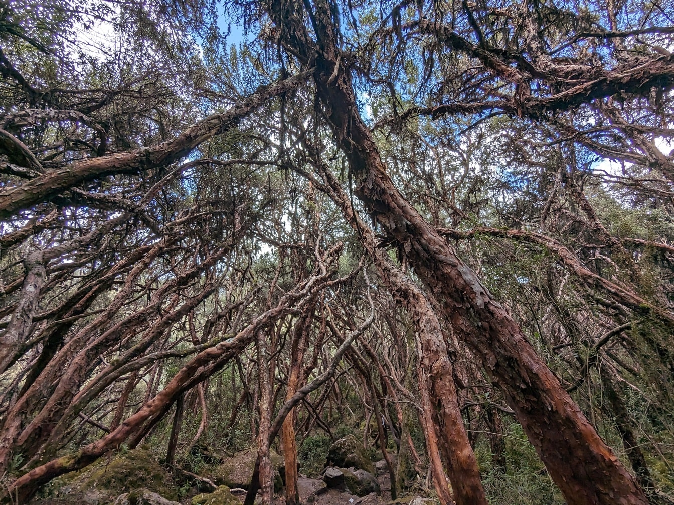 Trädgrenar i en skog på kantonen Cuenca i nationalparken Cajas i Ecuador