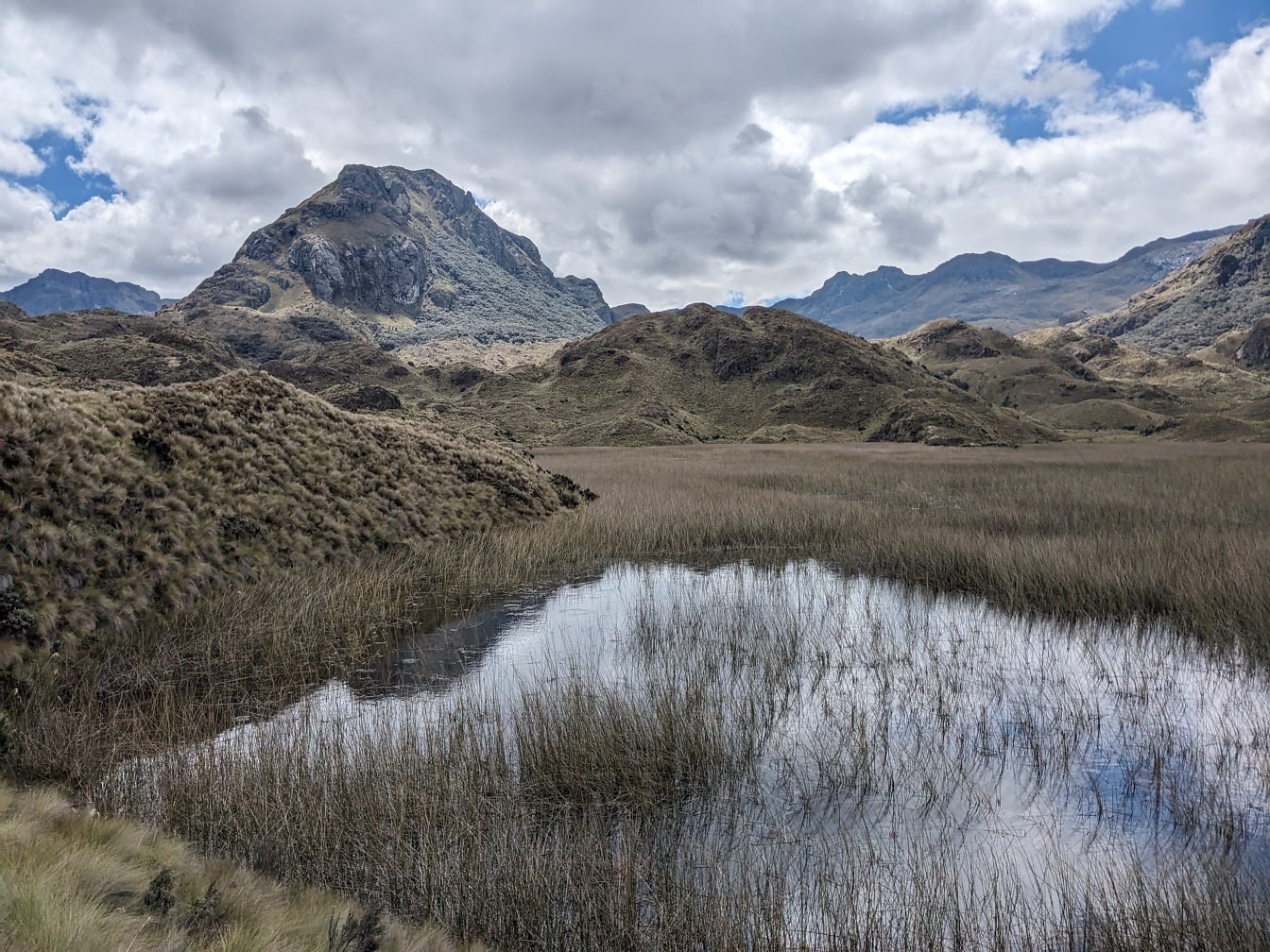 Vatten i ett gräsbevuxet område i bergen i nationalparken i Ecuador