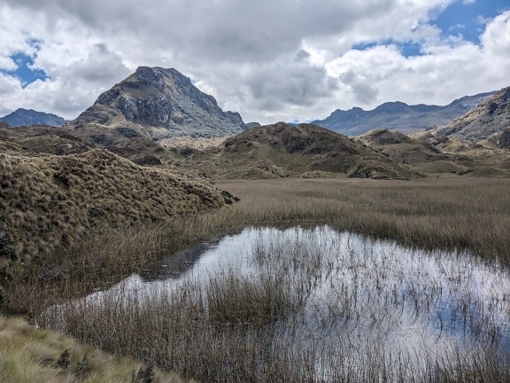 De l’eau dans une zone herbeuse dans les montagnes du parc national en Équateur