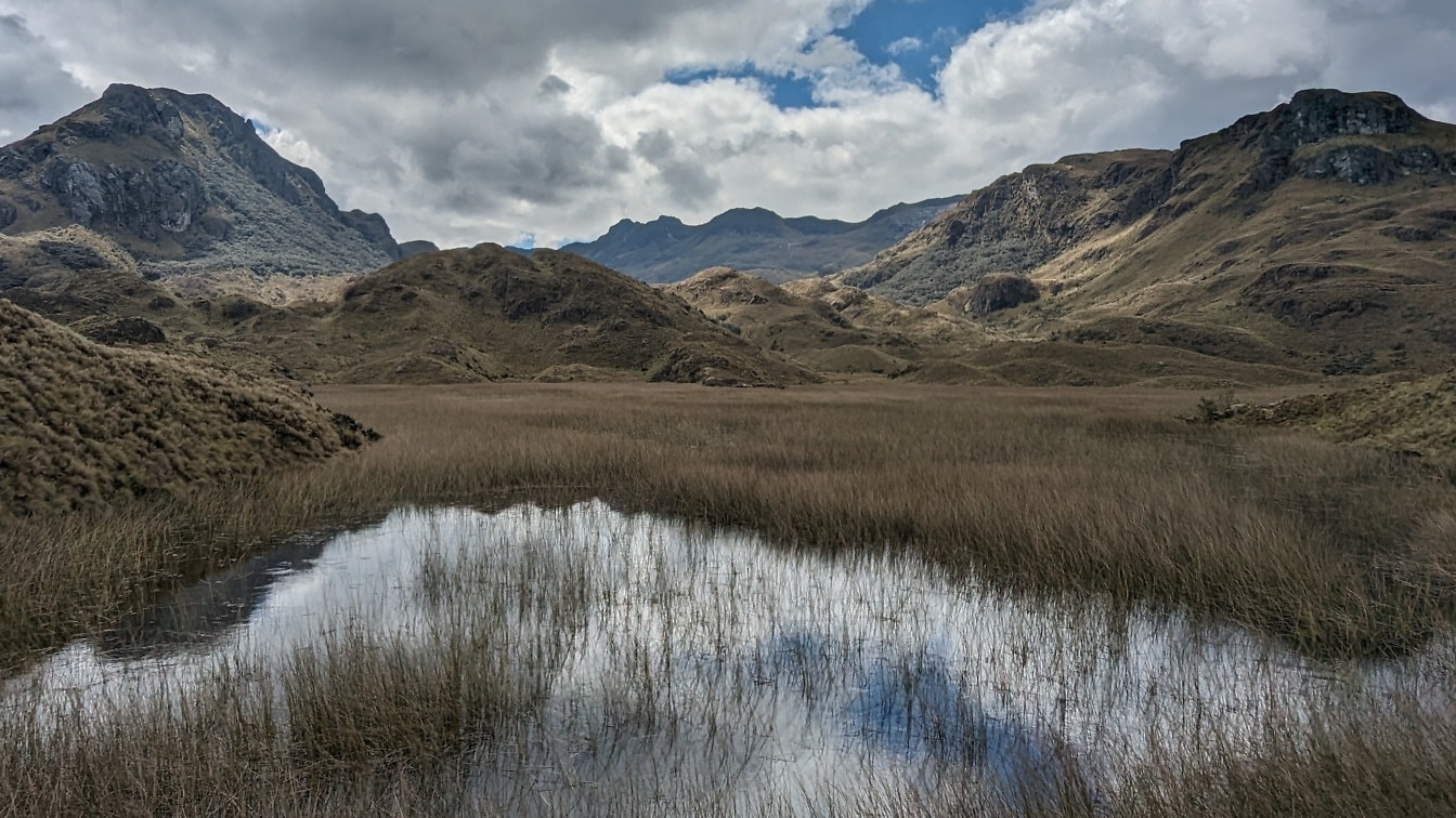 Vysoká tráva ve vodě na náhorní plošině v horách národního parku Cajas v Ekvádoru