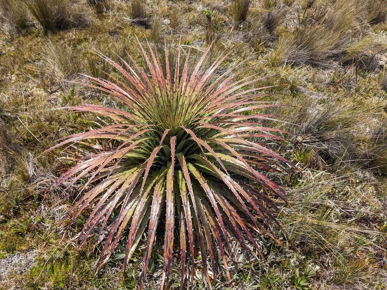Puya hamata -yrtti (Bromeliaceae) Cajasin luonnonpuistossa Ecuadorissa