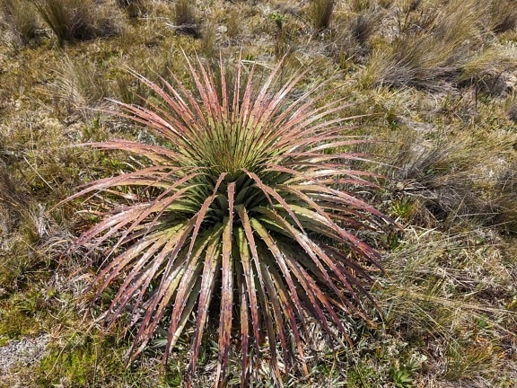 La hierba Puya hamata (Bromeliaceae) en el parque natural Cajas en Ecuador
