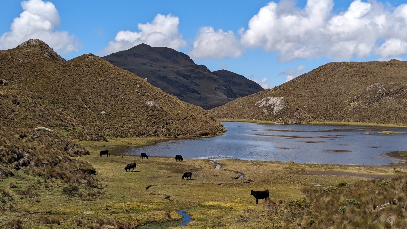 Fekete tehéncsorda legelészik egy tó melletti füves mezőn egy fennsíkon az ecuadori Cajas természeti parkban