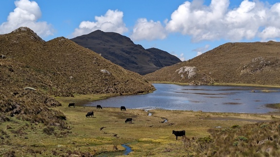 Herd of black cows grazing in a grassy field next to a lake on a plateau in Cajas natural park in Ecuador