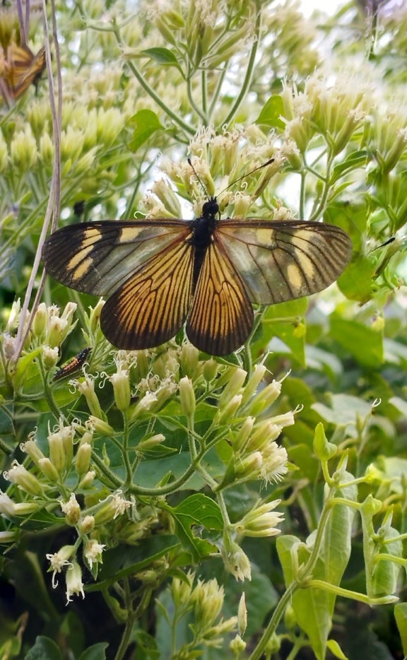 Gros plan d’un papillon brun clair (Actinote genitrix)